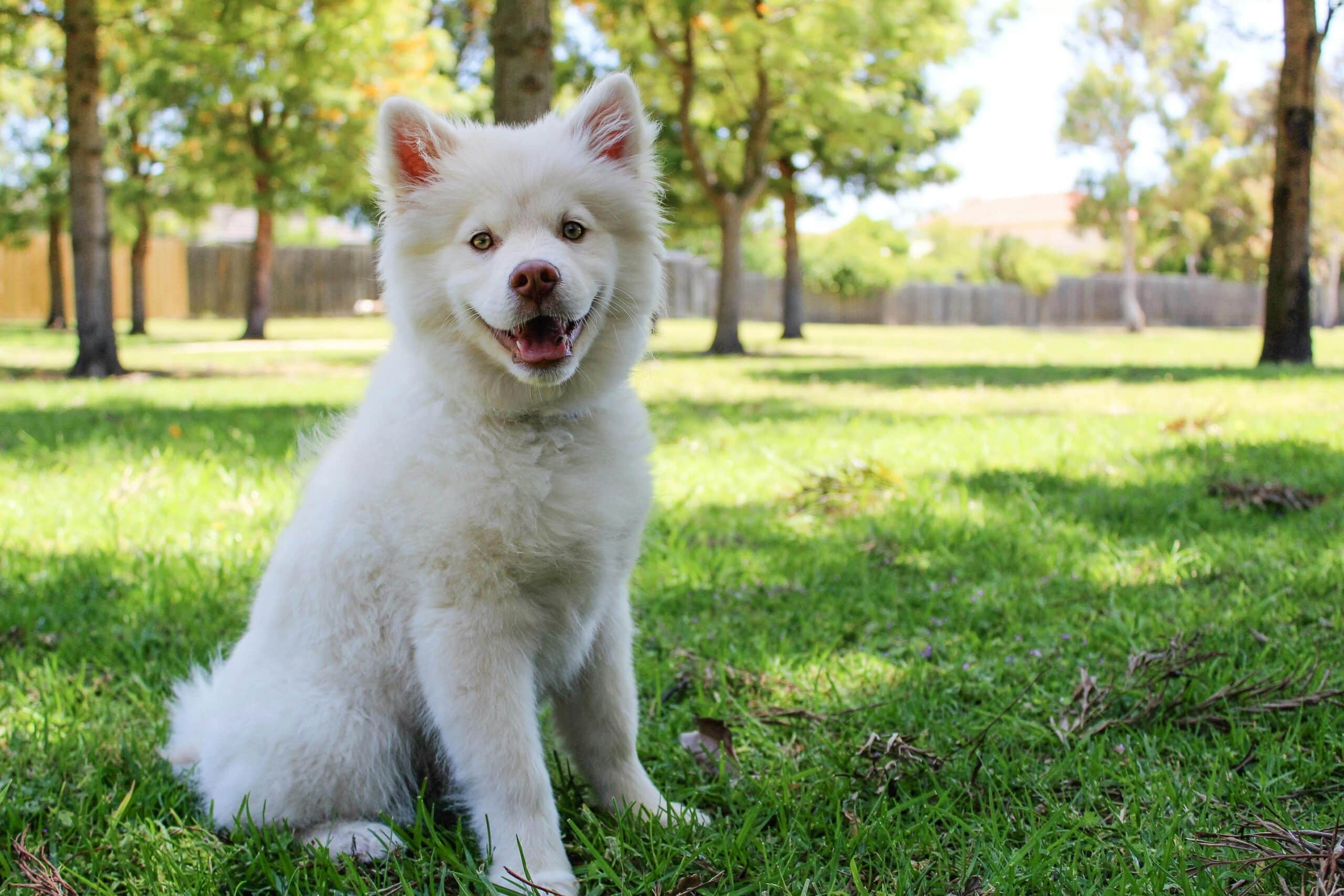 The Best Dog Parks and Off-Leash Areas in Salt Lake City 